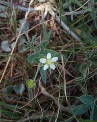 Arenaria