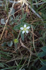 Arenaria