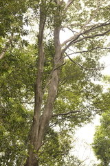 Tristaniopsis collina