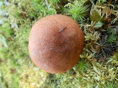 Leccinum vulpinum