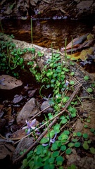 Peperomia cyclophylla