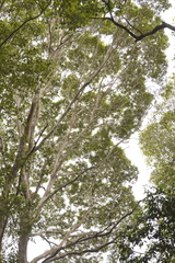 Tristaniopsis collina