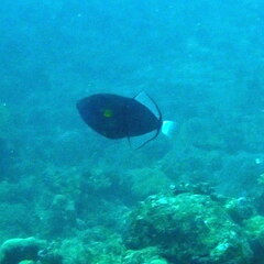 Melichthys vidua