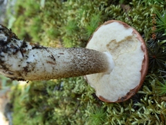 Leccinum vulpinum
