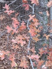 Quercus buckleyi