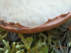 Leccinum vulpinum