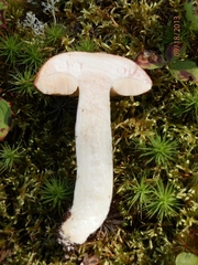 Leccinum vulpinum