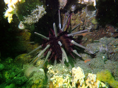 Phyllacanthus parvispinus