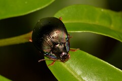 Hemicyclus splendens