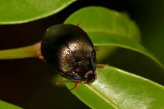 Hemicyclus splendens