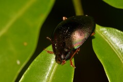 Hemicyclus splendens