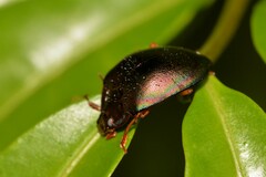 Hemicyclus splendens