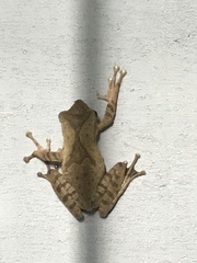 Polypedates occidentalis