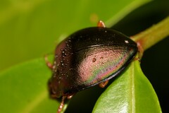 Hemicyclus splendens