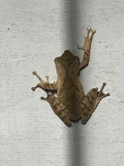 Polypedates occidentalis