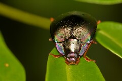 Hemicyclus splendens