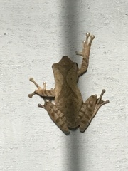 Polypedates occidentalis