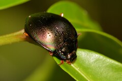 Hemicyclus splendens