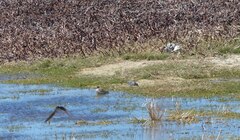 Charadrius pecuarius