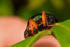 Hemicyclus splendens