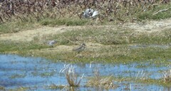 Charadrius pecuarius