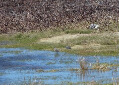 Charadrius pecuarius