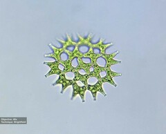 Pediastrum duplex