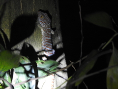 Gekko gecko