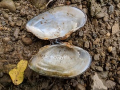 Alasmidonta marginata