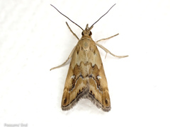 Glaucocharis helioctypa