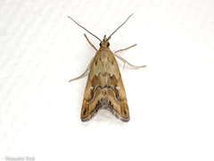 Glaucocharis helioctypa