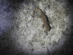 Hemidactylus frenatus
