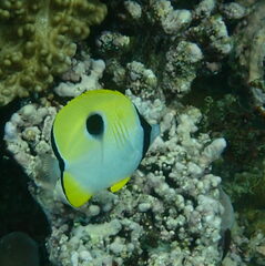 Chaetodon unimaculatus