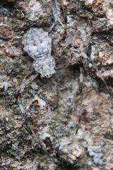 Herennia multipuncta