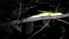 Lamprolepis smaragdina