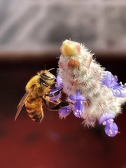 Apis mellifera