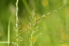 Poa trivialis