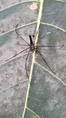 Nephila
