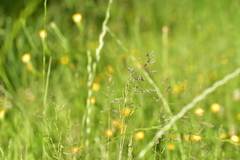 Poa trivialis