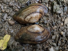 Alasmidonta marginata