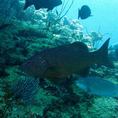 Plectropomus leopardus
