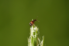 Pselaphophus atriventris