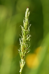 Pselaphophus atriventris