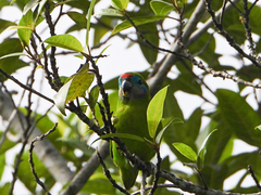 Cyclopsitta diophthalma