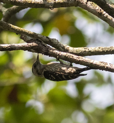 Yungipicus canicapillus