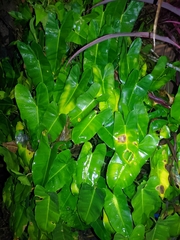 Philodendron erubescens