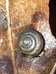 Ventridens ligera