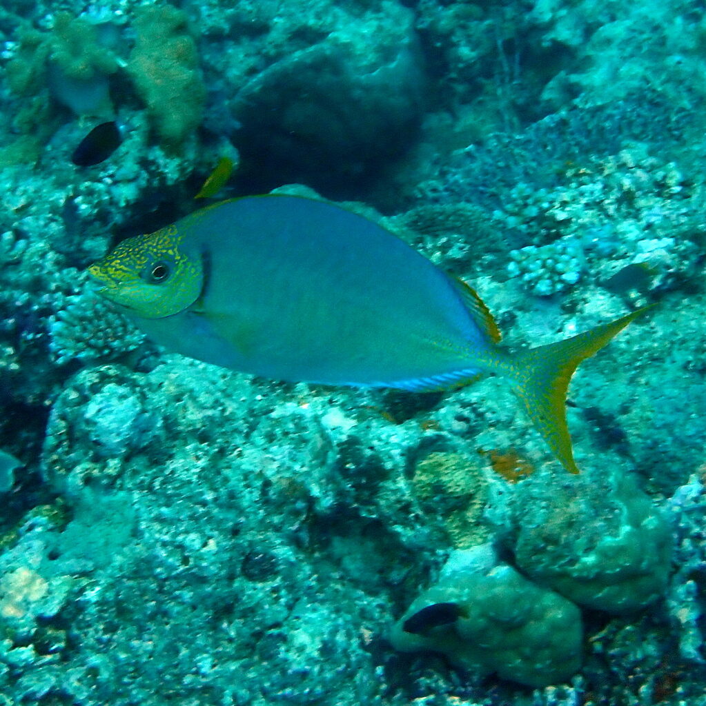 New Caledonia Rabbitfish