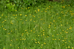 Bromus