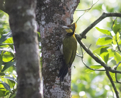 Chrysophlegma flavinucha